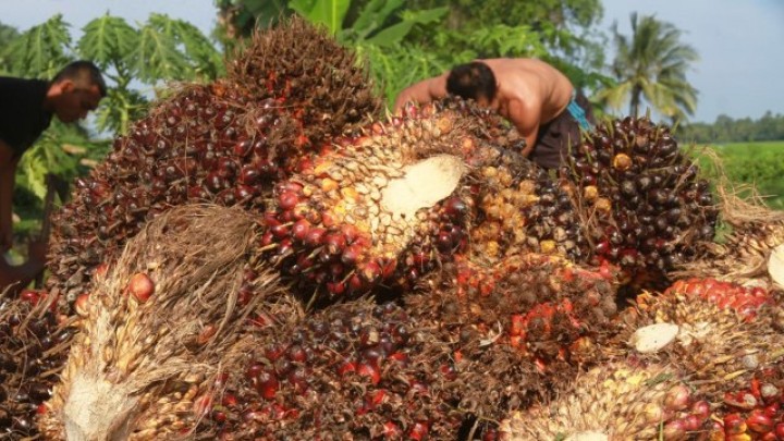 Di Tengah Lockdown, Pangeran Arab Jajaki Barter Minyak dengan CPO Indonesia