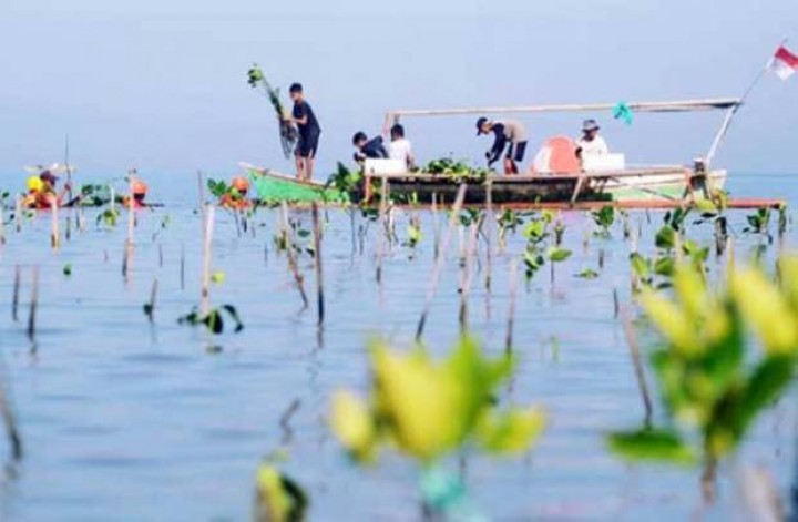 Hutan Mangrove Terakhir di Makassar Dirusak, Aktivis Lingkungan Berang