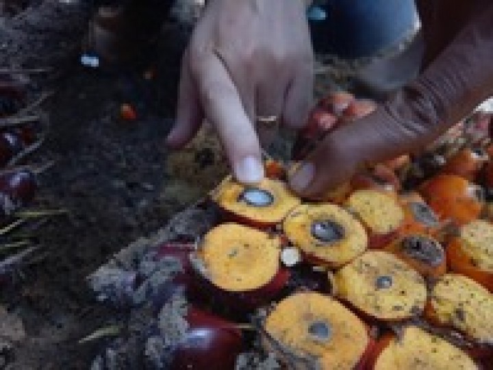 Ketika Industri Sawit Harus Lakukan Efisiensi Maksimal