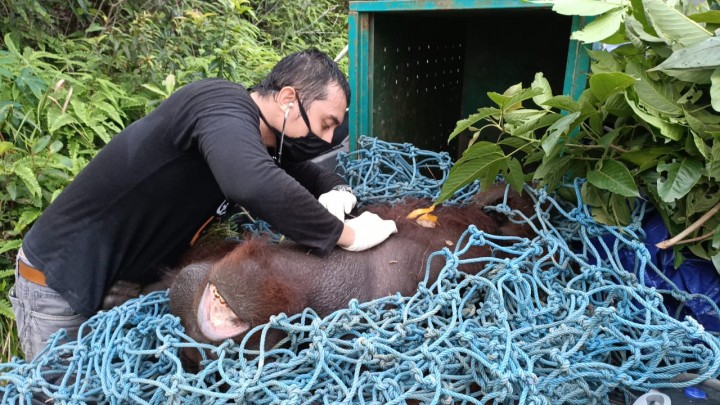 BKSDA Evakuasi Orang Utan Seberat 80 Kg dari Perkebunan Warga di Bontang Lestari