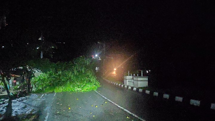 Hati-Hati !  Pohon Tumbang di Penurunan, Tutup Sebagian Jalanan