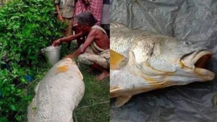 Ketiban Rejeki, Nenek Ini Mendadak Tajir Jual Ikan Raksasa