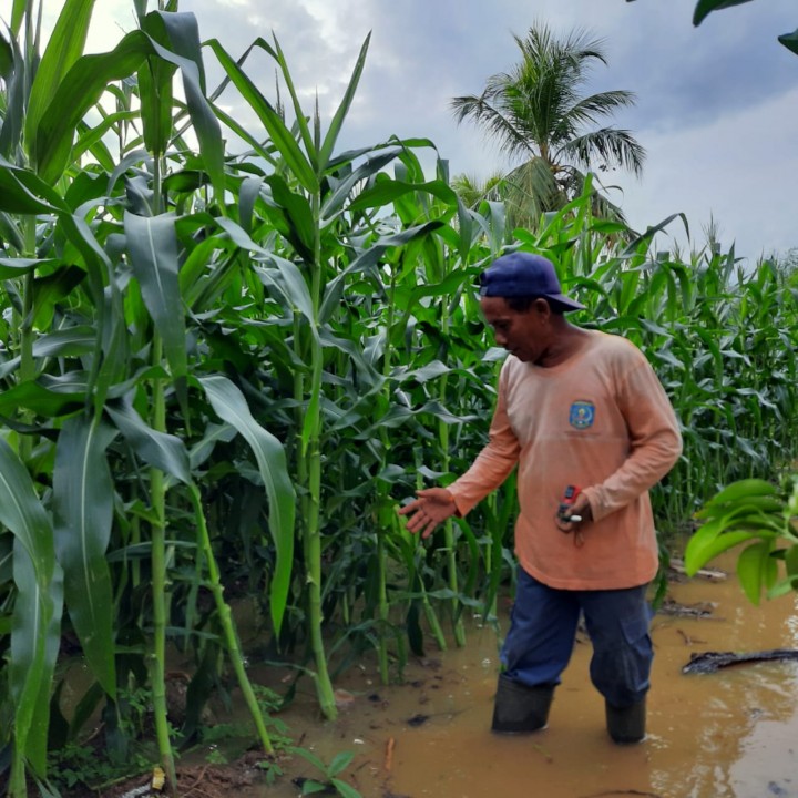 Banjir di Api-Api, Tanaman Jagung Warga Terancam Gagal Panen