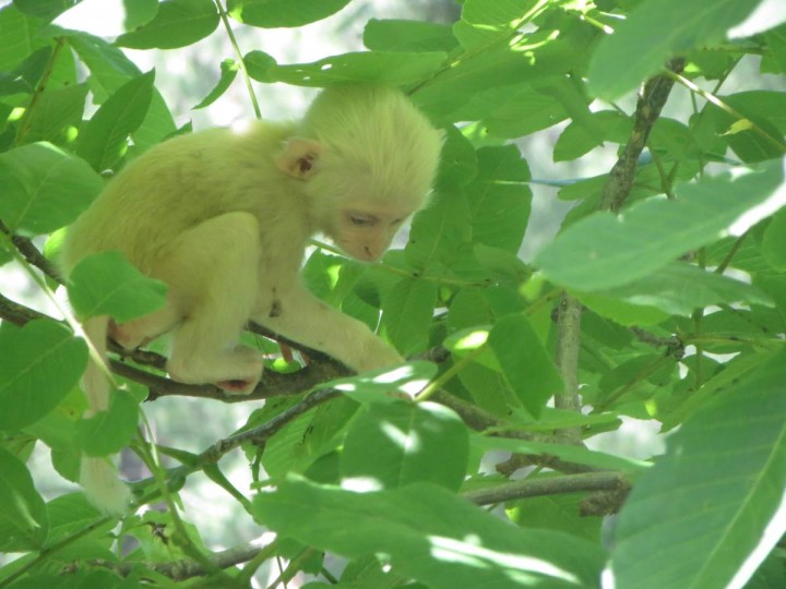 Monyet Albino Peliharaan Irfan Hakim Ternyata Dibleaching, Tuai Kecaman
