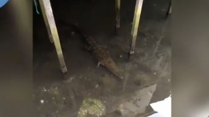 Teror Buaya Selambai, Sampai Kapan Kejadian Terus Berulang ?