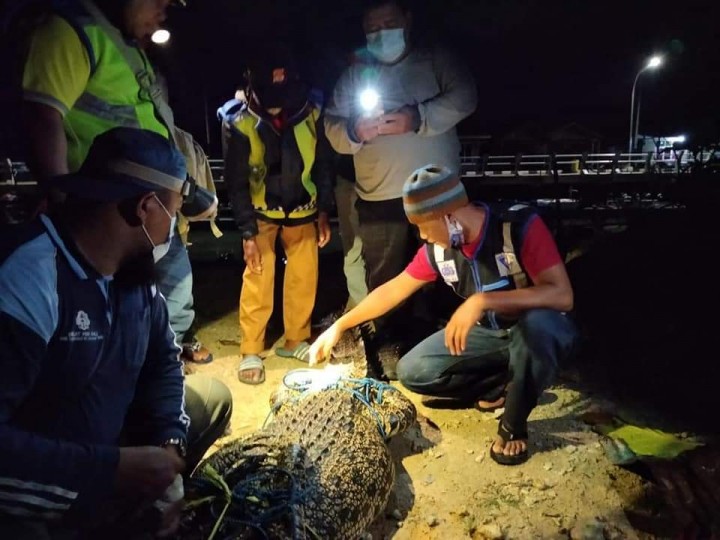 Buaya Penyerang Bocah di Selambai Ditangkap