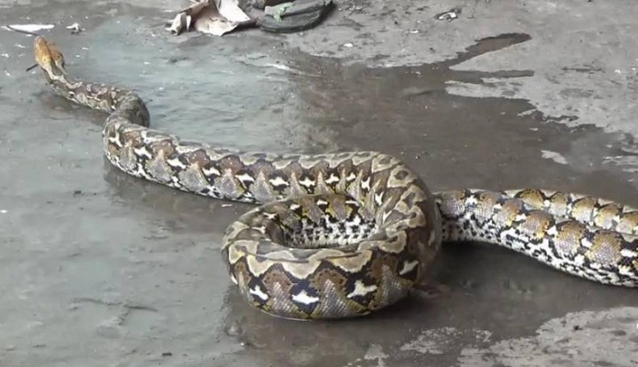 Ular Piton Sepanjang 6 Meter Ditangkap, Usai Telan Kambing Warga