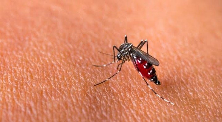Waspada ! Jumlah Pasien DBD di Bontang Meningkat 2 Kali Lipat