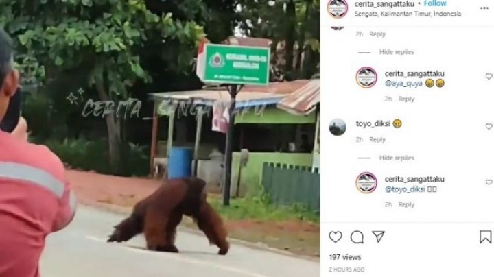 Viral Orangutan Cari Makan di Halaman Warung Kopi di Bengalon