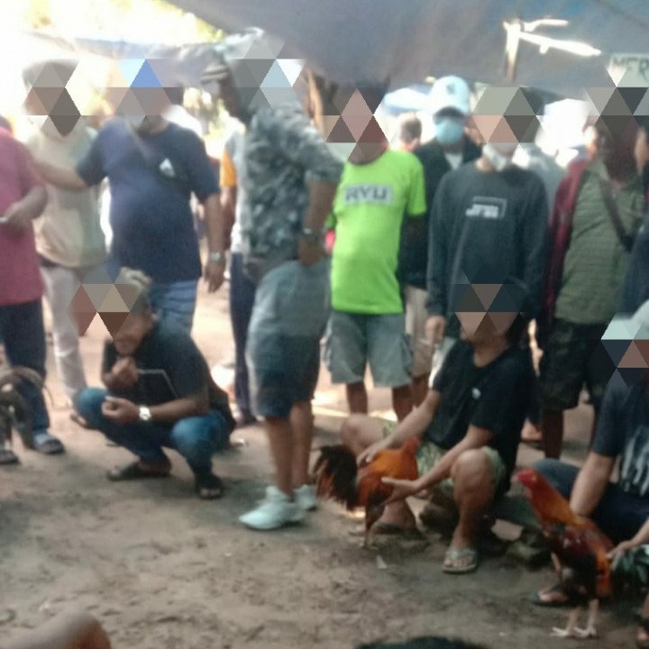 Ketua Dewan Minta Petugas Tertibkan Sabung Ayam di Jalan Flores, Polisi : Sudah Kami Pantau