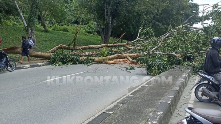 Pohon Tumbang di Jalan Cipto Mangunkusumo, Satu Pengendara Motor Terluka