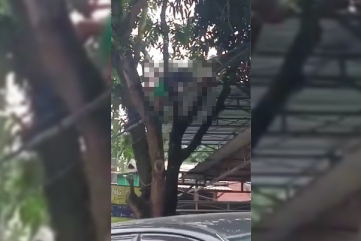 Warga Teluk Lerong Kesetrum Listrik saat Manjat Pohon Mangga