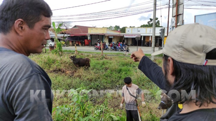 Penyakit Mulut Kuku Merebak, Harga Sapi Kurban Membubung