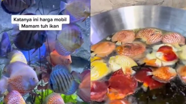 Cemburu Suami Sibuk dengan Hewan Peliharaan, Istri Goreng Ikan Seharga Mobil