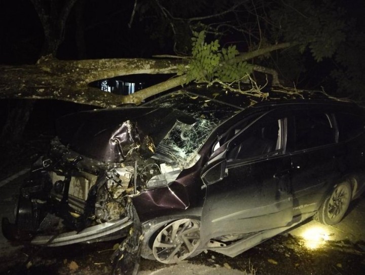 Hindari Lubang, Mobil Tabrak Pohon hingga Tumbang di Bontang Lestari