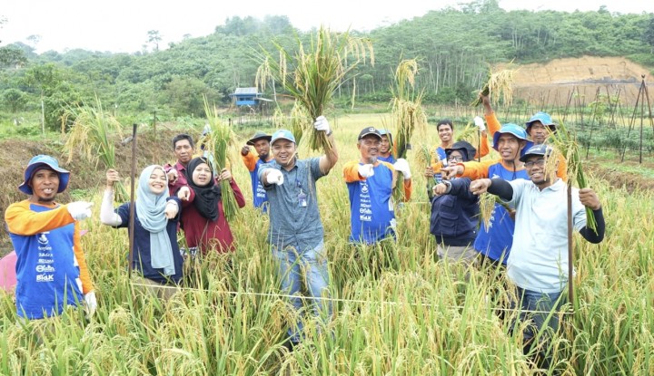 Implementasikan Smart Agriculture, Program Sawah Surjan Pupuk Kaltim Capai Hasil Optimal
