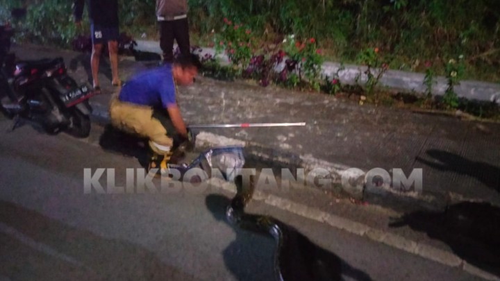 Ular 3 Meter Melintas di Jalan Pupuk Raya, Bikin Pengendara Panik