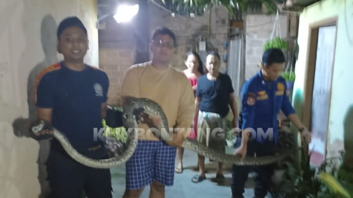 Ular Piton 3 Meter Bersarang di Rumah Warga Berbas Pantai