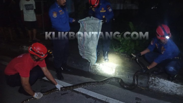 Nyaris Mangsa Kambing, Ular Piton 3,5 Meter Ditangkap di Tanjung Laut 
