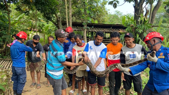 Sering Mangsa Ternak dan Bersarang di Kolong Rumah, Ular Piton 3,5 Meter Dievakuasi