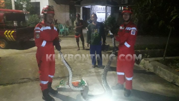 Ular Piton 3 Meter Ditangkap dari Halaman Warga di Pisangan