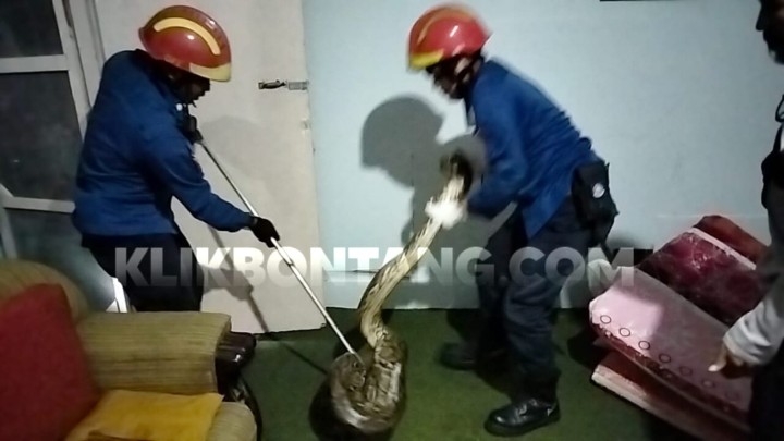 Ular Piton 3,5 Meter Bersarang di Kolong Rumah Warga Berebas Tengah