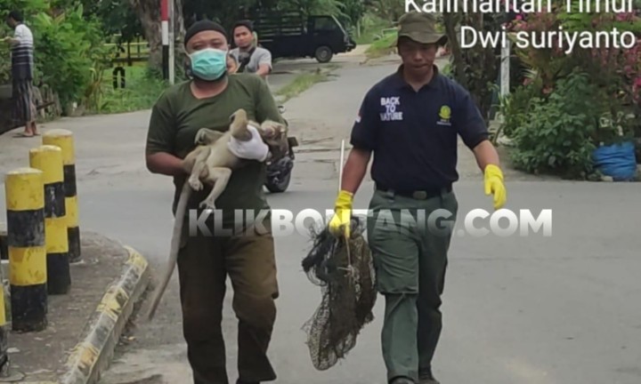 Diserang Monyet Peliharaan di BTN KCY, Anak Usia 3 Tahun Dioperasi