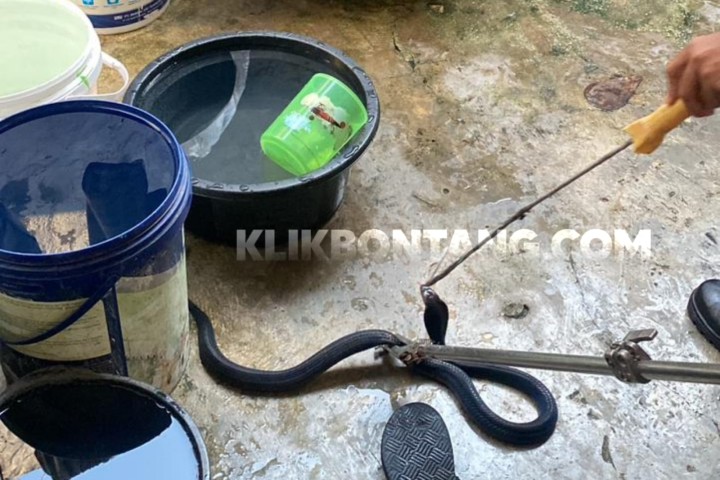Digigit Ular Kobra, Seorang Petugas Disdamkartan Bontang Dilarikan ke Rumah Sakit