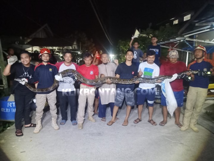 Lagi Mangsa Kucing Warga, Ular Piton Ukuran Jumbo Ditangkap di Tanjung Laut Indah