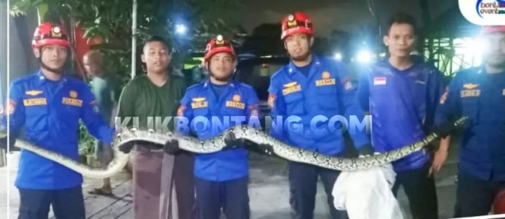 Ular Piton 4 Meter Incar Ternak Warga Tanjung Laut Indah