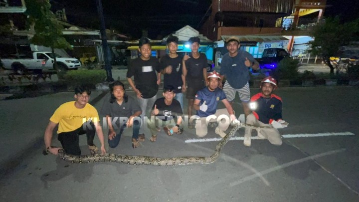 Usai Terkam Mangsa, Ular Piton 4 Meter  di Loktuan Ditangkap