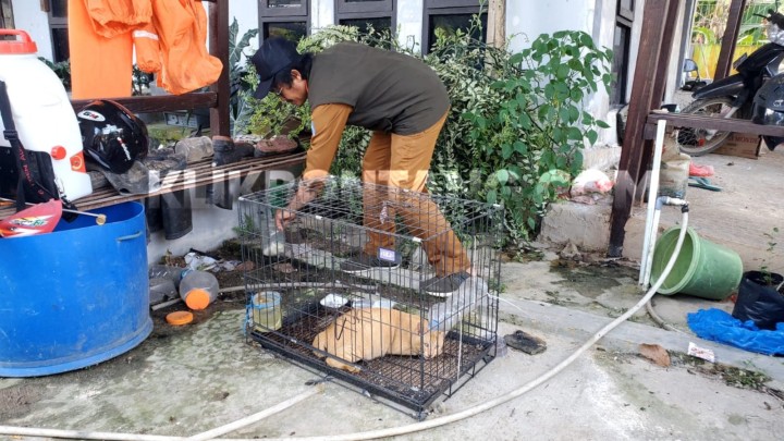 Bocah di Bontang Lestari Harus Disuntik Vaksin Anti Rabies Usai Digigit Kucing Liar 