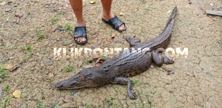 Buaya 1,5 Meter Mati Usai Ditangkap Warga, Kerap Mangsa Ternak