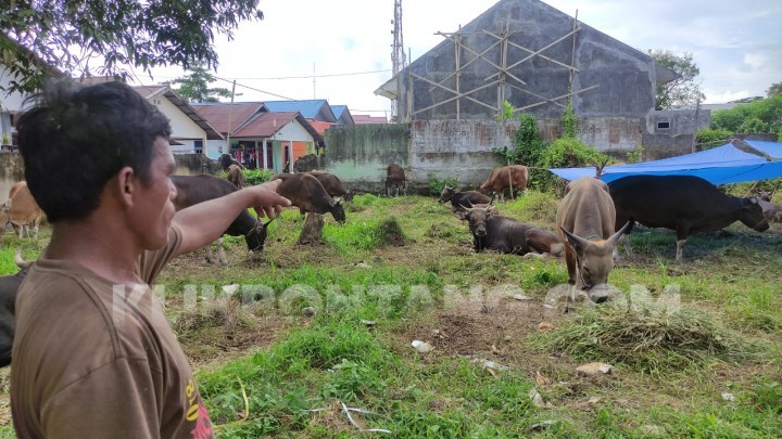Harga Naik Rp 2 Juta Per Ekor, Bontang Tak Datangkan Hewan Kurban dari Jawa