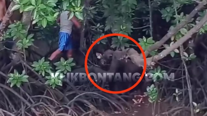 Sapi Kurban Nyasar ke Bakau Bontang Kuala, Belum Diketahui Siapa yang Punya