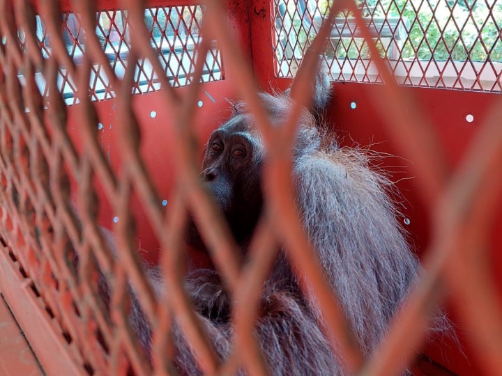 Tim BKSDA Kaltim Selamatkan Ibu dan Bayi Orangutan di Simpang Perdau