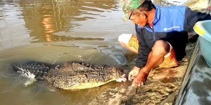 Kelurahan Guntung Larang Pembuatan Konten Buaya Riska di Dekat Permukiman