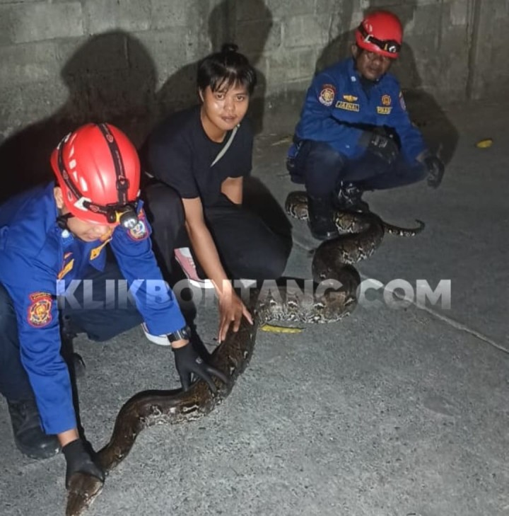 Ular Piton 3,5 Meter Melintas di Jalan Depan SD 009 Bontang Selatan, Langsung Dievakuasi