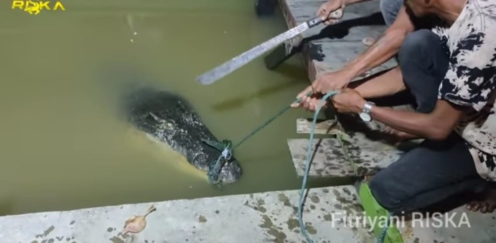 Warga Sepakat Tangkap Buaya Guntung yang Masuk Pemukiman, Nasib Riska Masih Dibahas