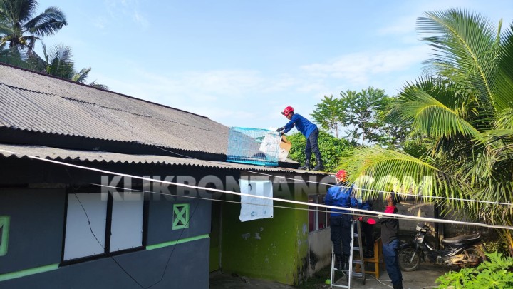 Warga Tanjung Laut Geger, Muncul Binatang Sebesar Beruang di Permukiman