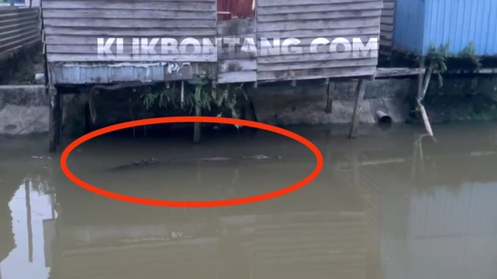 2 Buaya Guntung Muncul di Pemukiman, Ambo Minta BKSDA Tak Tebang Pilih