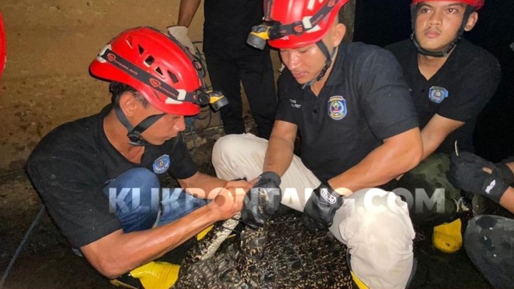 Buaya 3 Meter di Gorong-Gorong Bikin Geger Warga Bontang, Berhasil Ditangkap