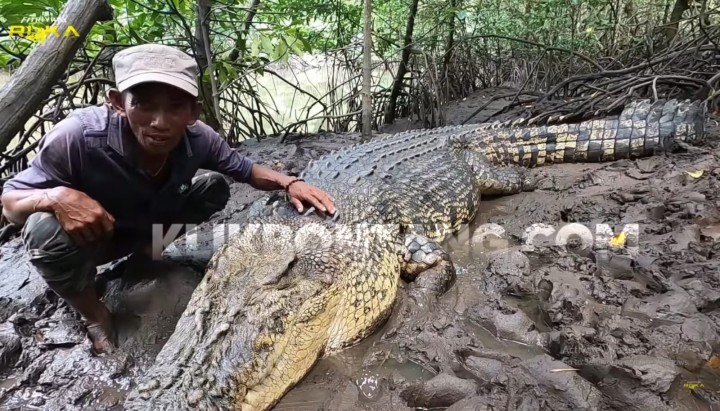 Buaya Riska Bisa Dikembalikan ke Guntung, Asal Ada Persetujuan Warga dan Pemkot Bontang