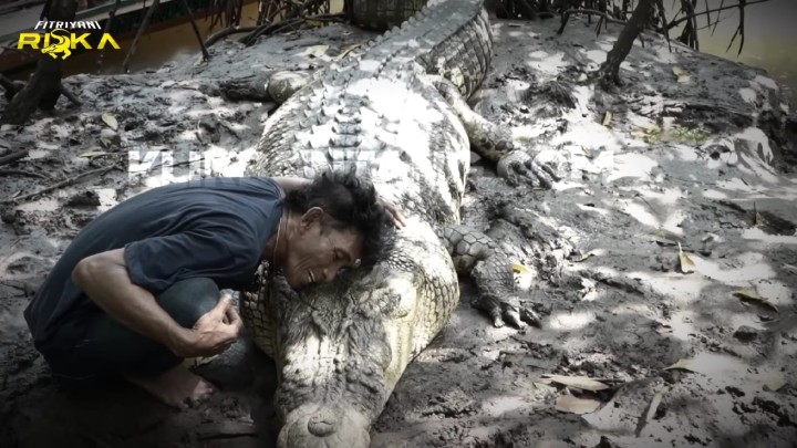 Buaya Riska Dipindahkan ke Penangkaran Balikpapan, Ambo Boleh Berkunjung