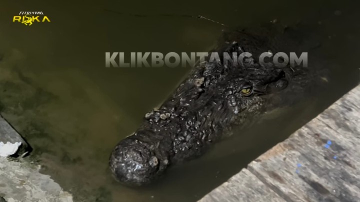 4 Kali Percobaan Relokasi Buaya Ompong Gagal, BKSDA Jadwalkan Turun Lagi ke Guntung