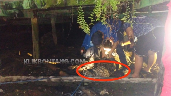 Buaya 3 Meter Dievakuasi Damkar di Rawa Rawa Loktuan