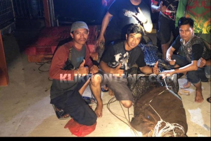 Buaya Berukuran 4 Meter yang Dituding Ambo Serang Warga Guntung Berhasil Dievakuasi