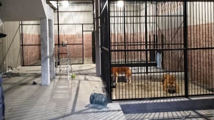 Pemuda Tewas Diterkam Harimau di Samarinda 