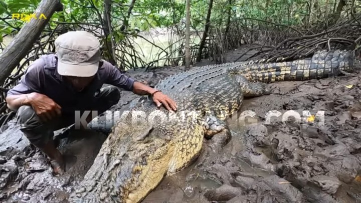 Ketimbang Urus Buaya Riska, AH Minta Pj Gubernur Fokus Alokasikan Anggaran untuk Daerah 
