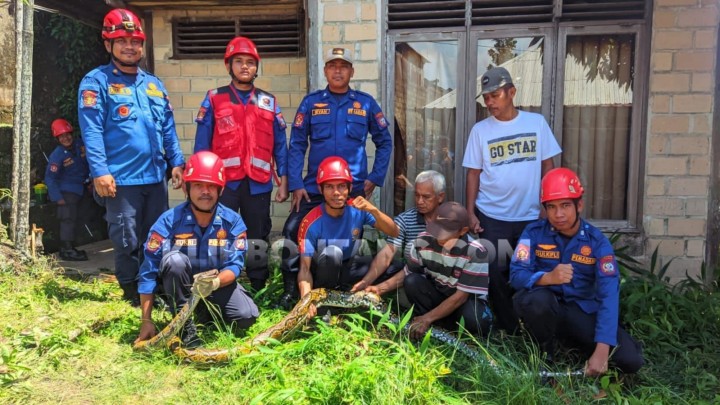 Ular Piton 4 Meter Bersarang di Saluran WC Rumah Warga Guntung, Butuh 3 Jam Dievakuasi